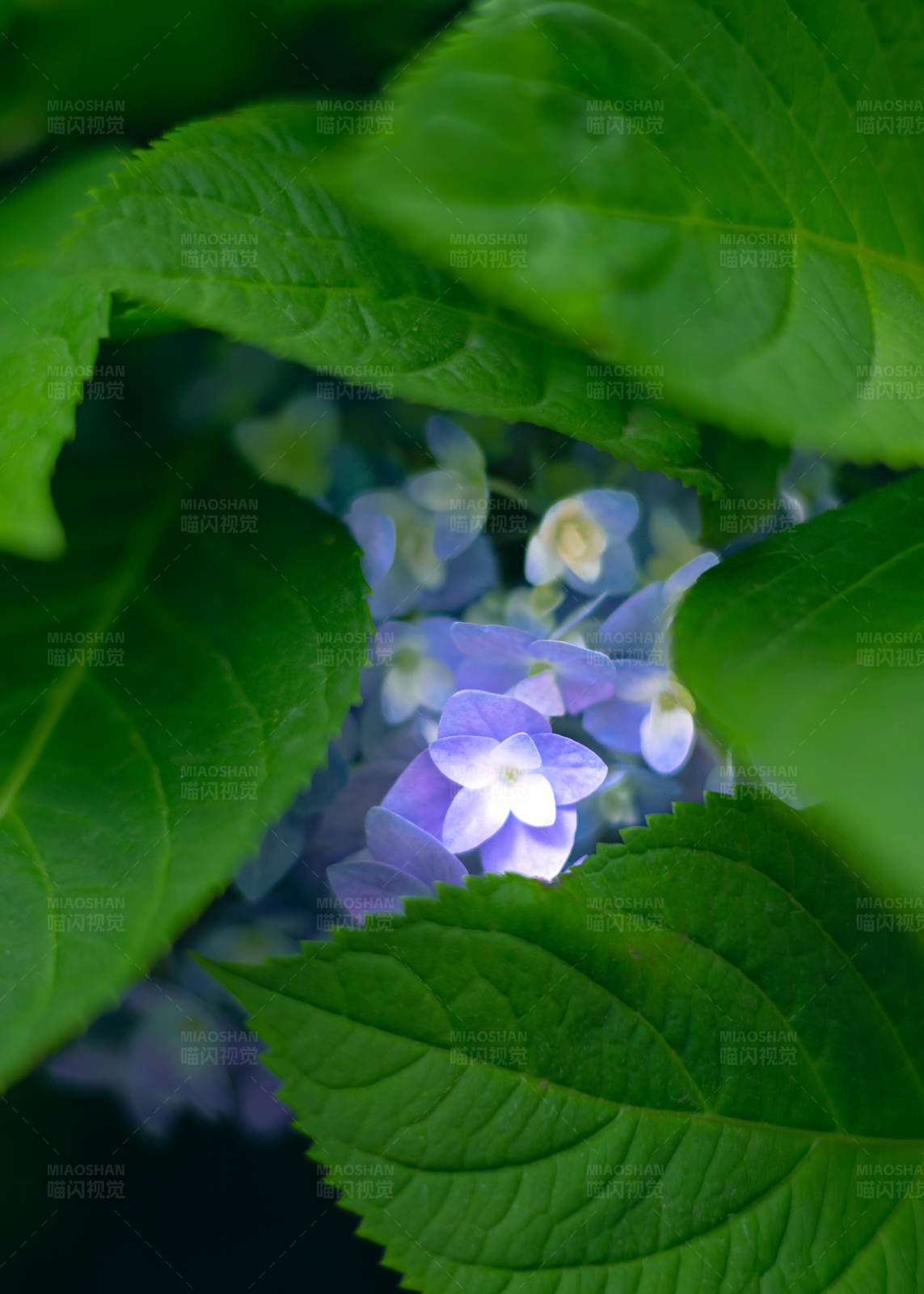 紫色花朵與綠葉