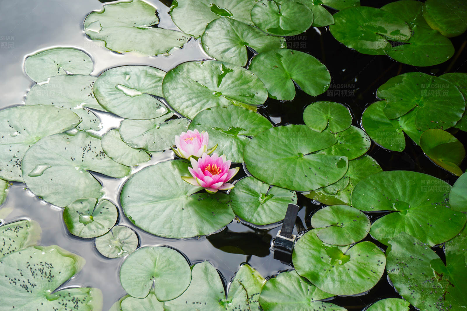 池塘里的粉色蓮花
