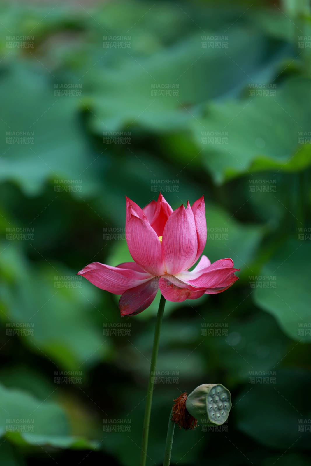 粉紅蓮花和蓮蓬