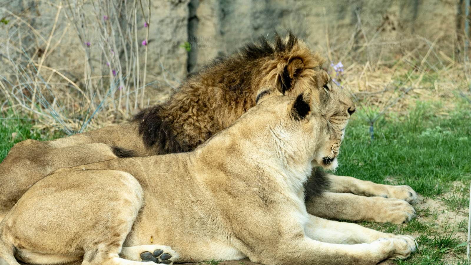 獅子休息