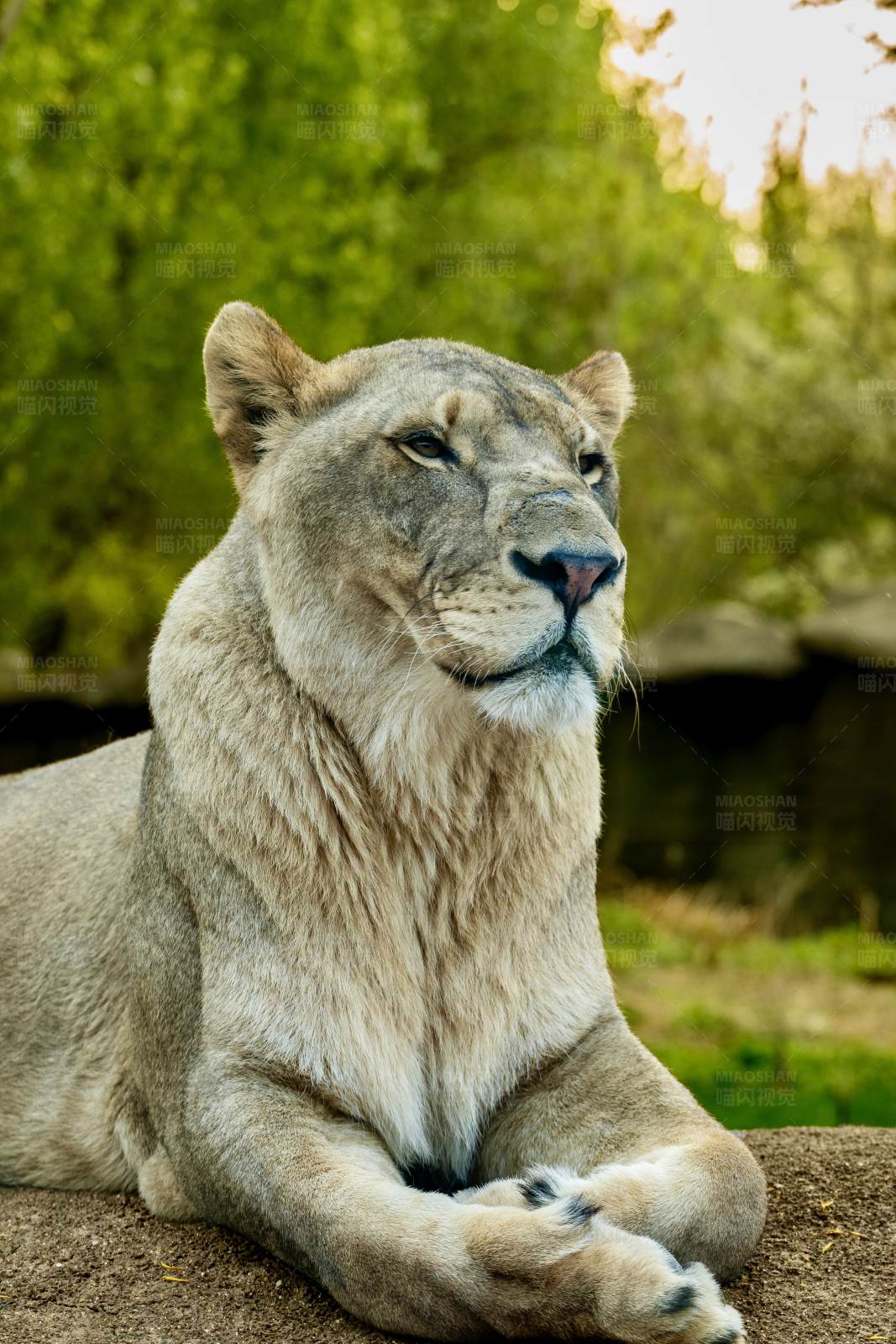 獅子休息