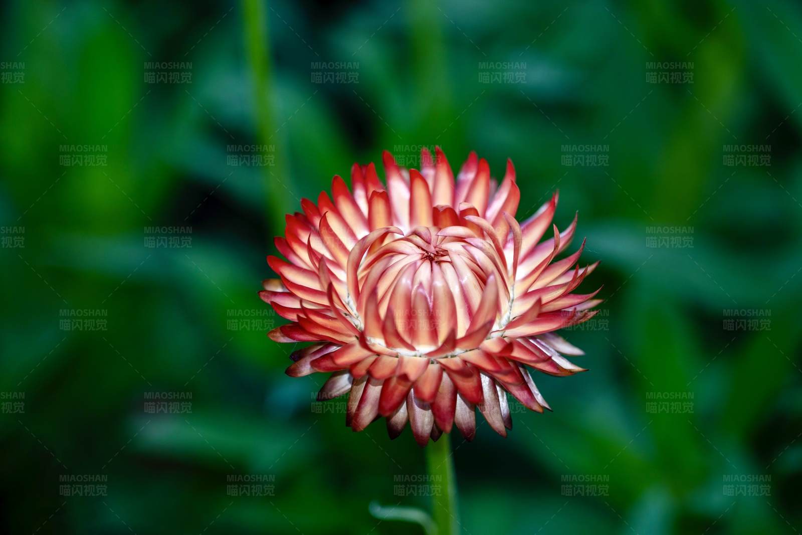 紅花綻放 綠葉陪襯