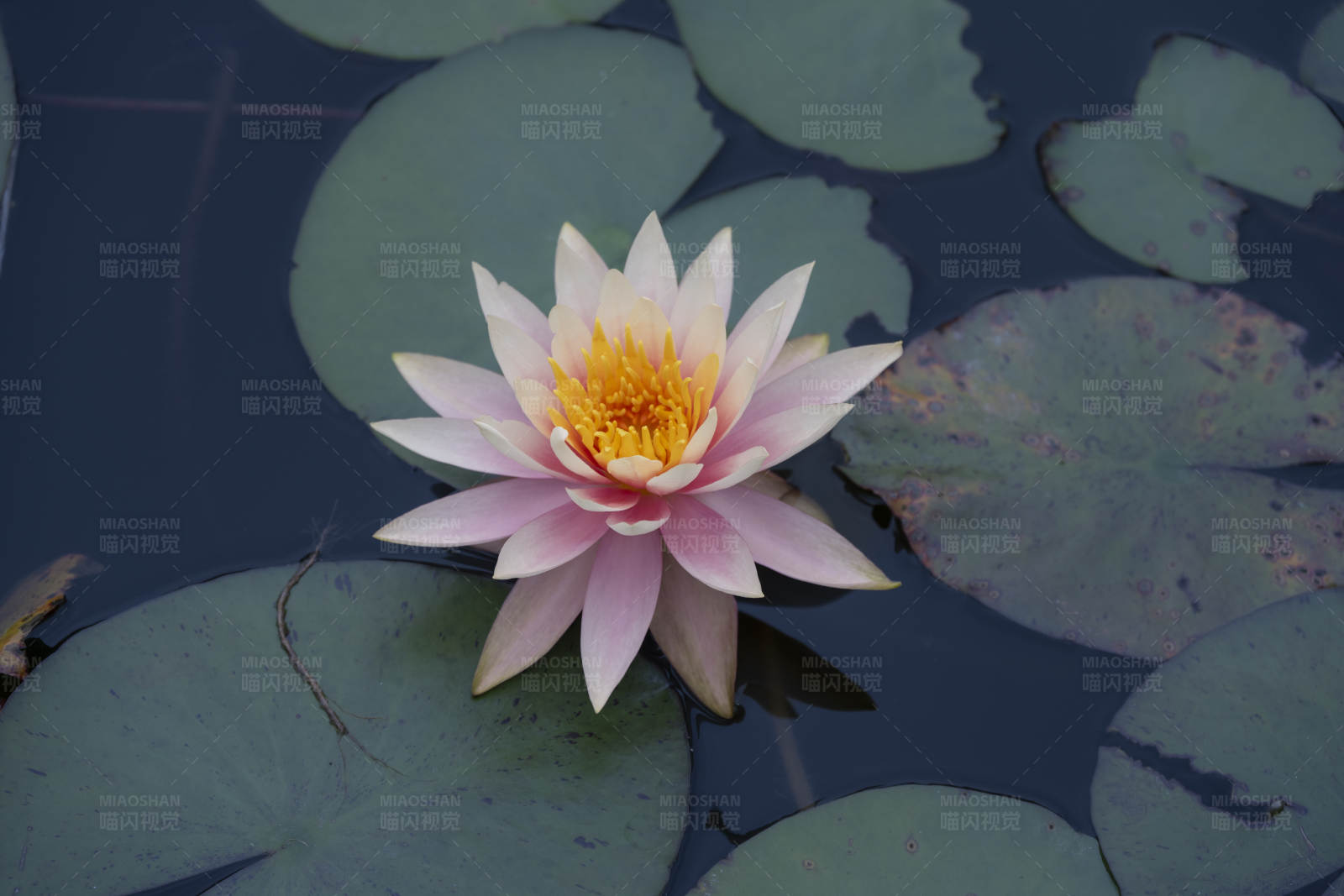 池中蓮花