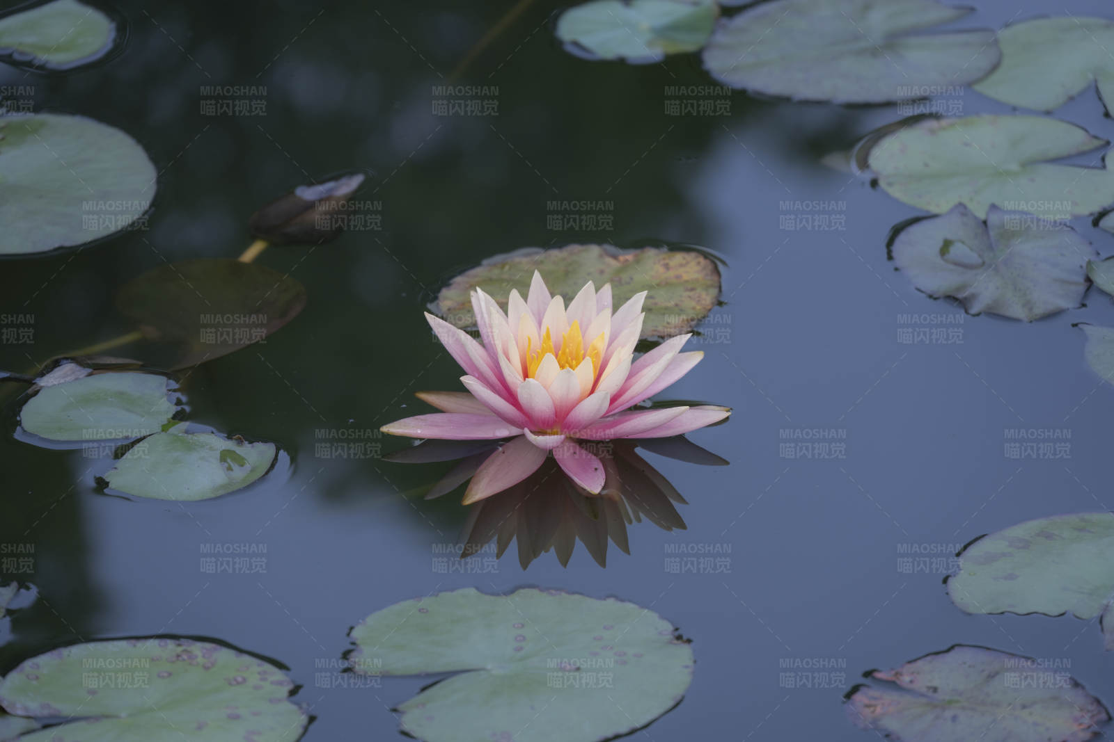 池中蓮花