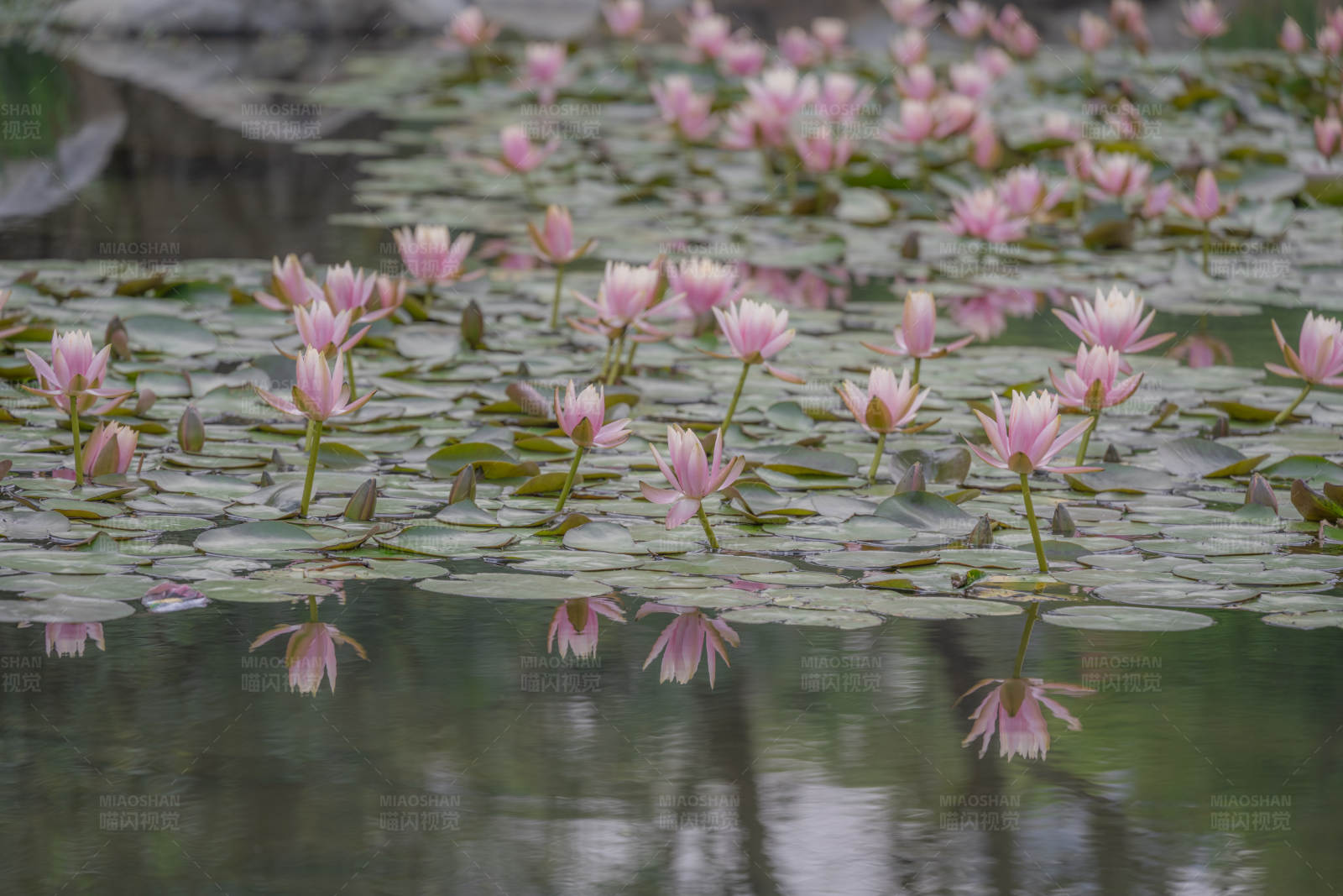 池中蓮花