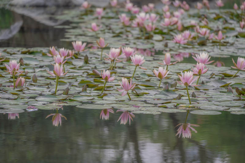 池中莲花