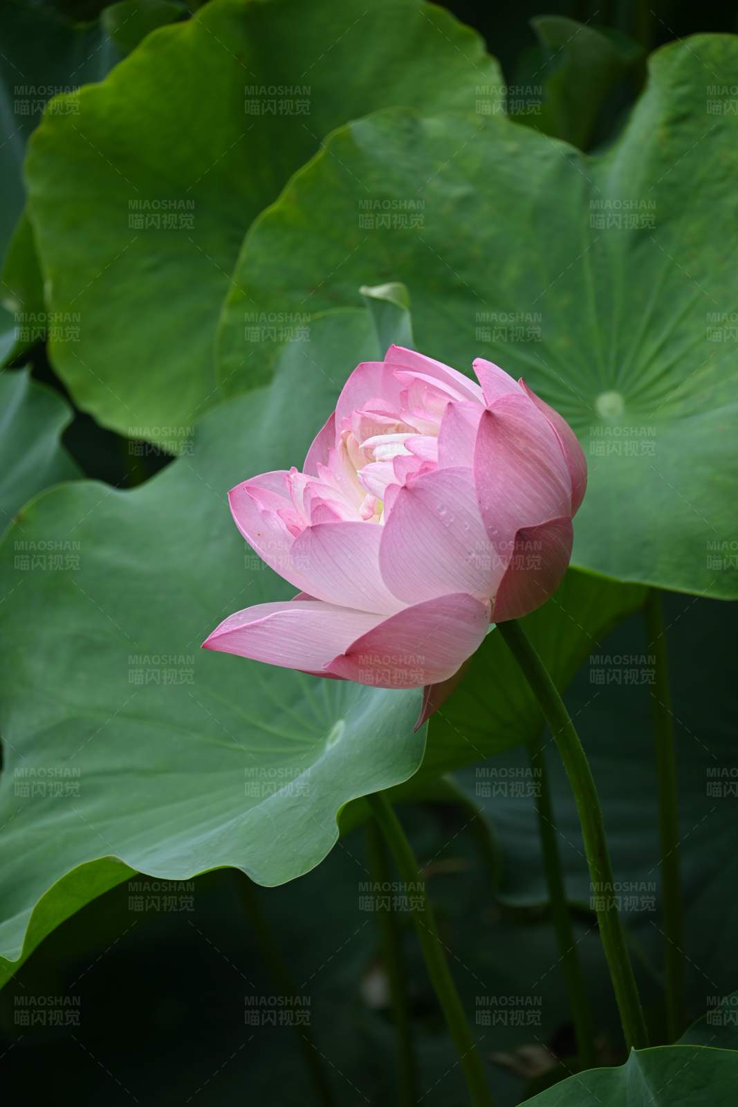 粉紅蓮花