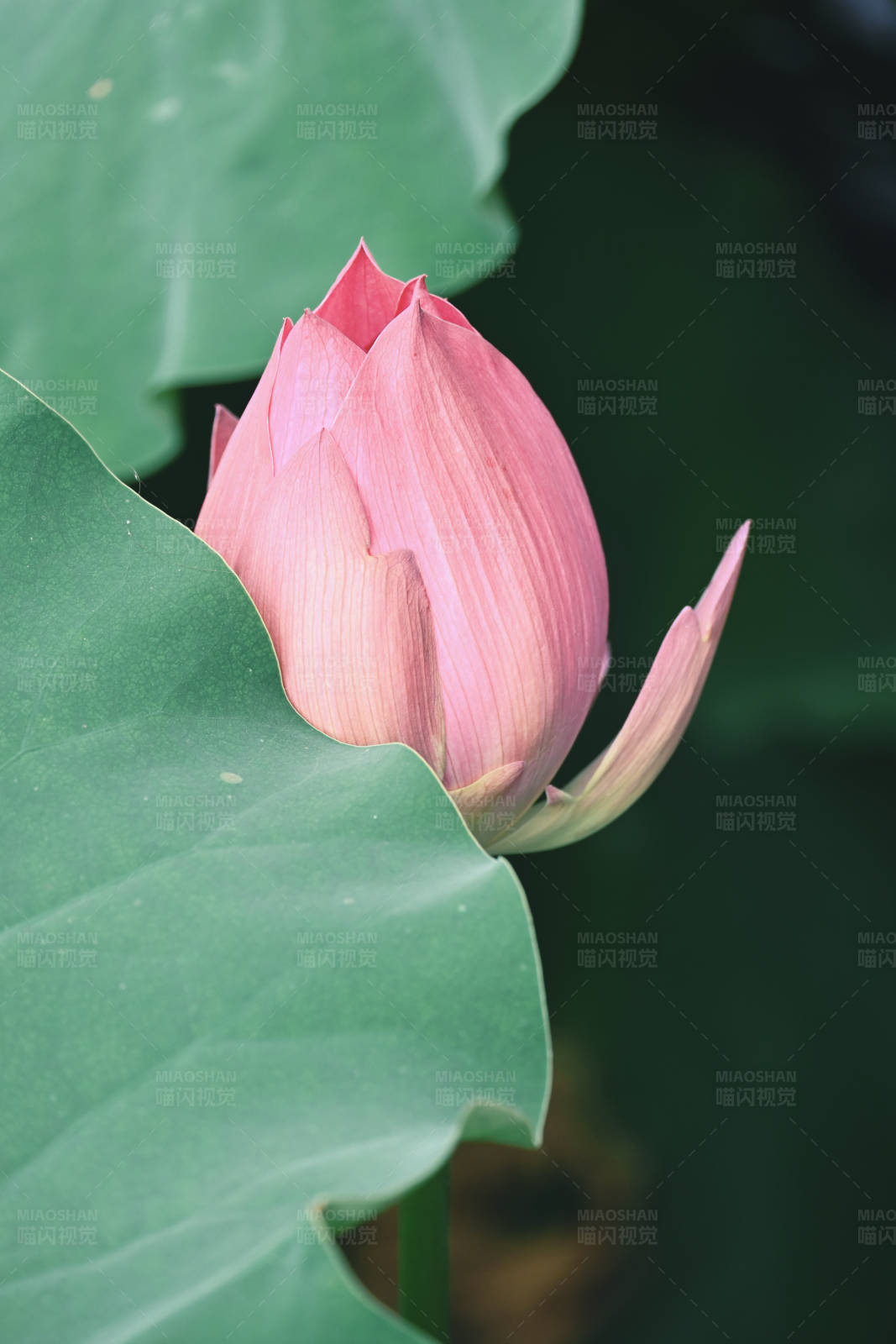 含苞待放的蓮花