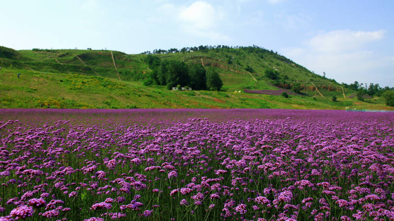 南京六合紫色花海与青山