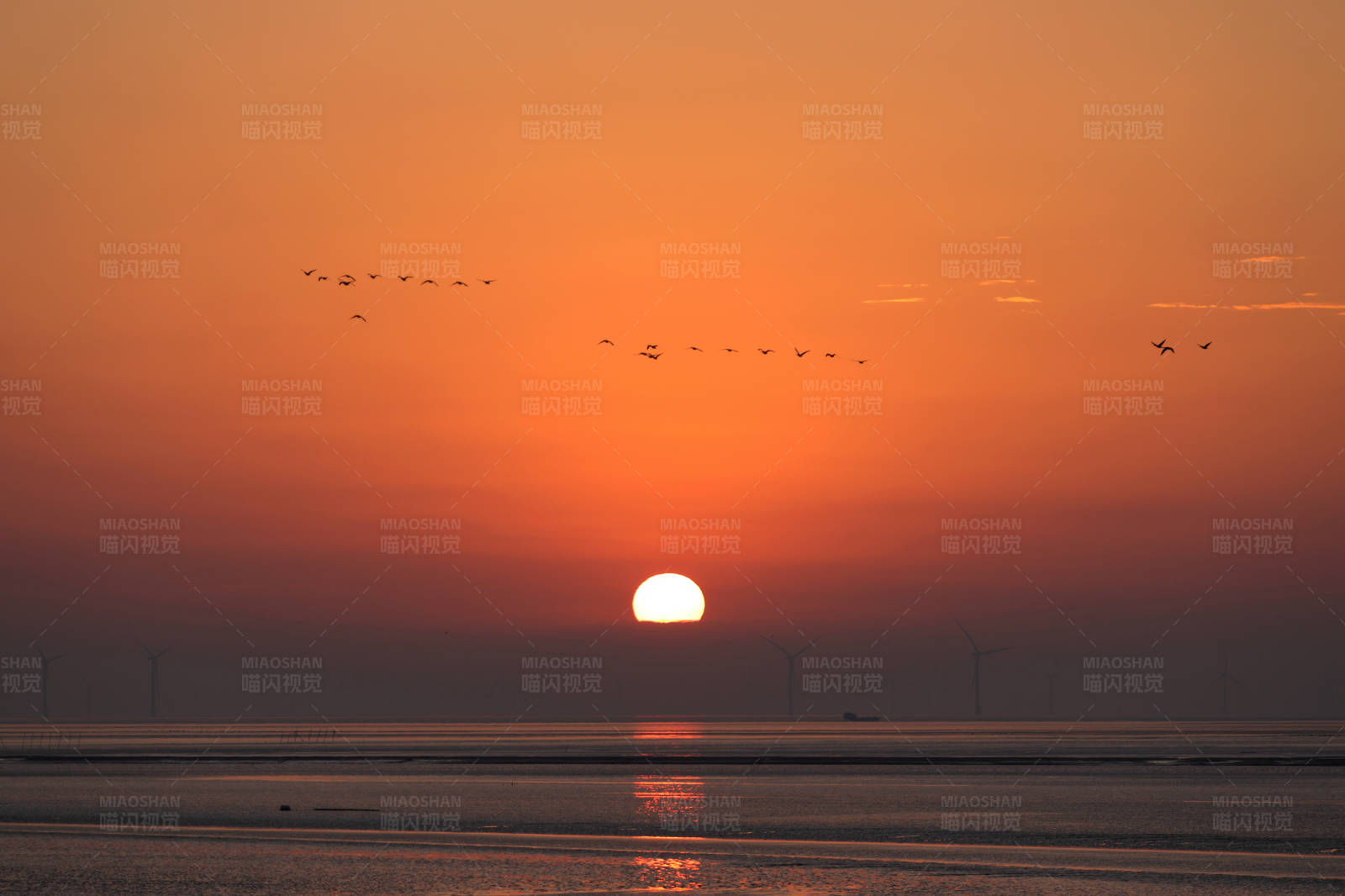 海上日出鳥群飛翔