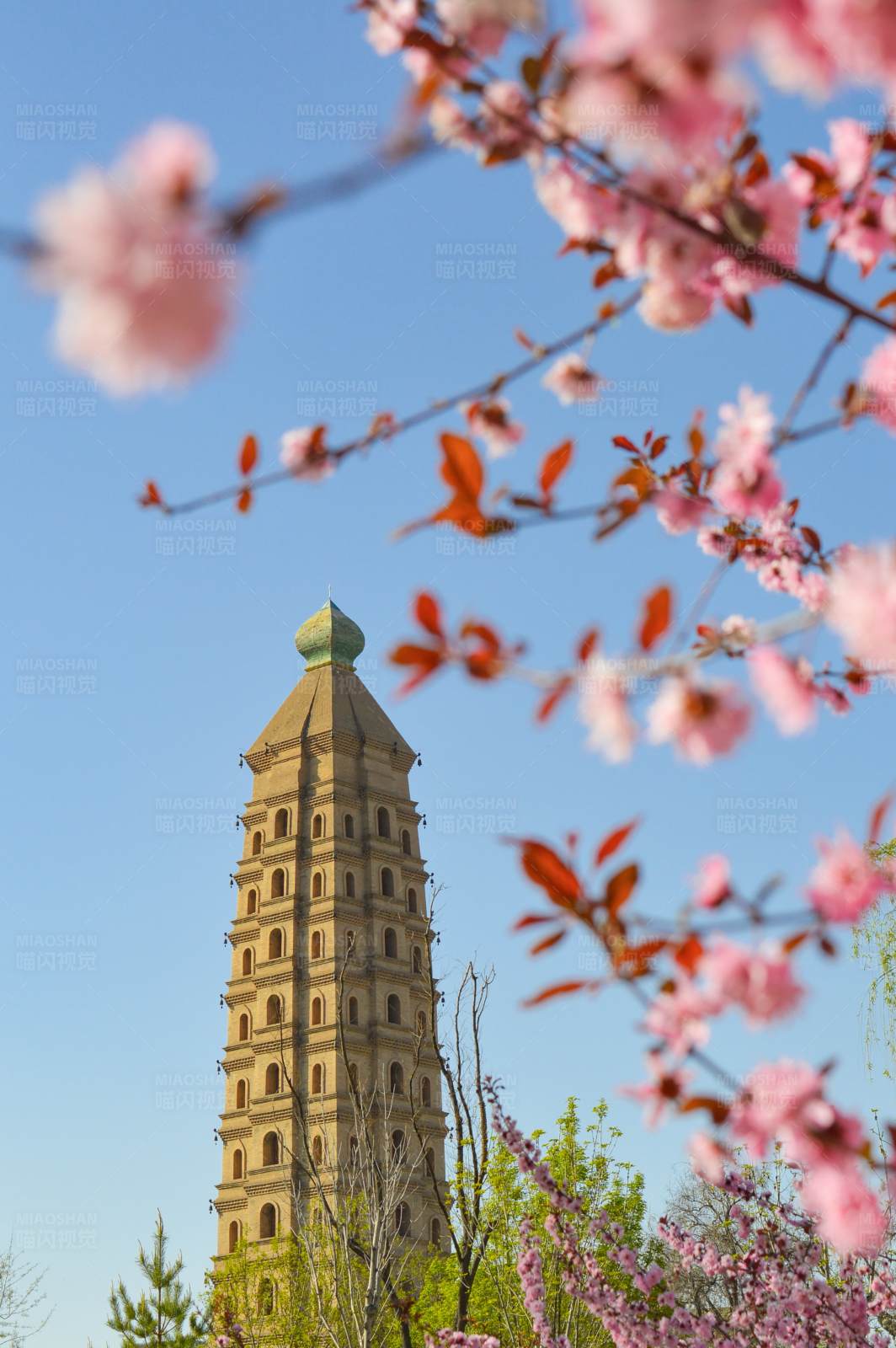 春日古塔花滿天