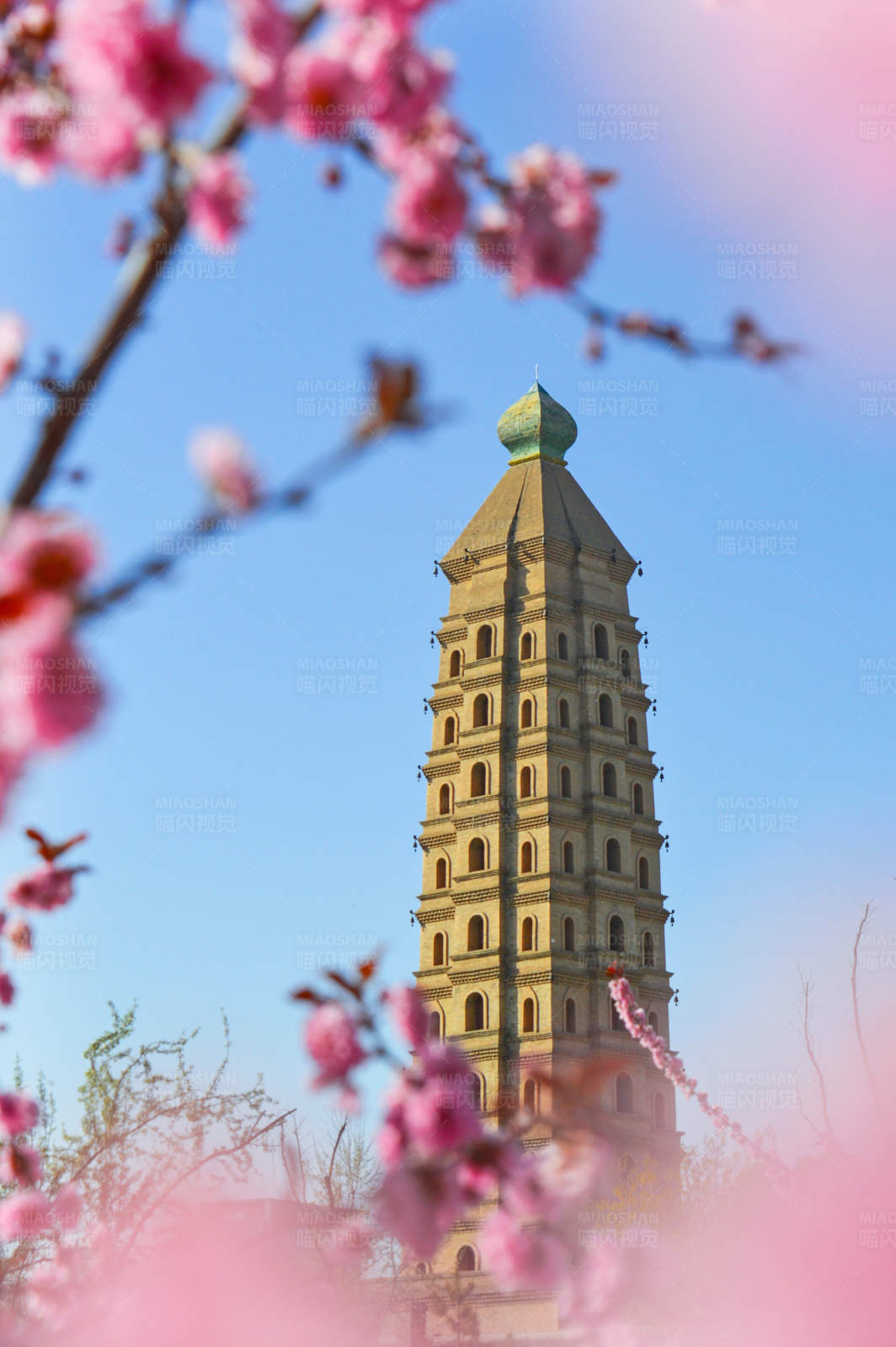春日古塔花滿天