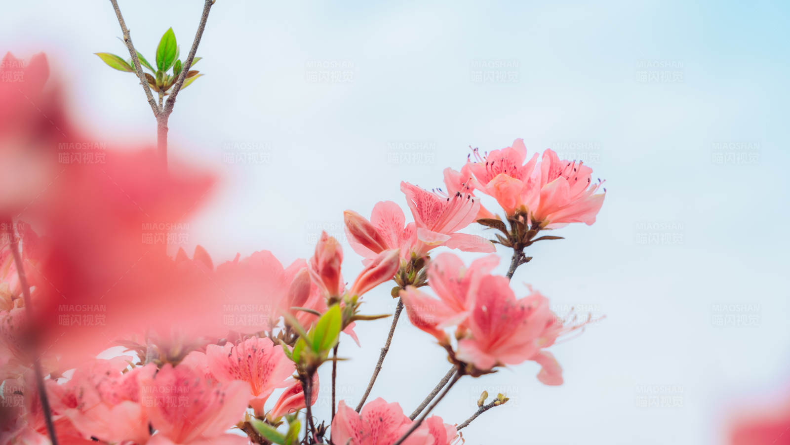 粉色花朵綻放藍天