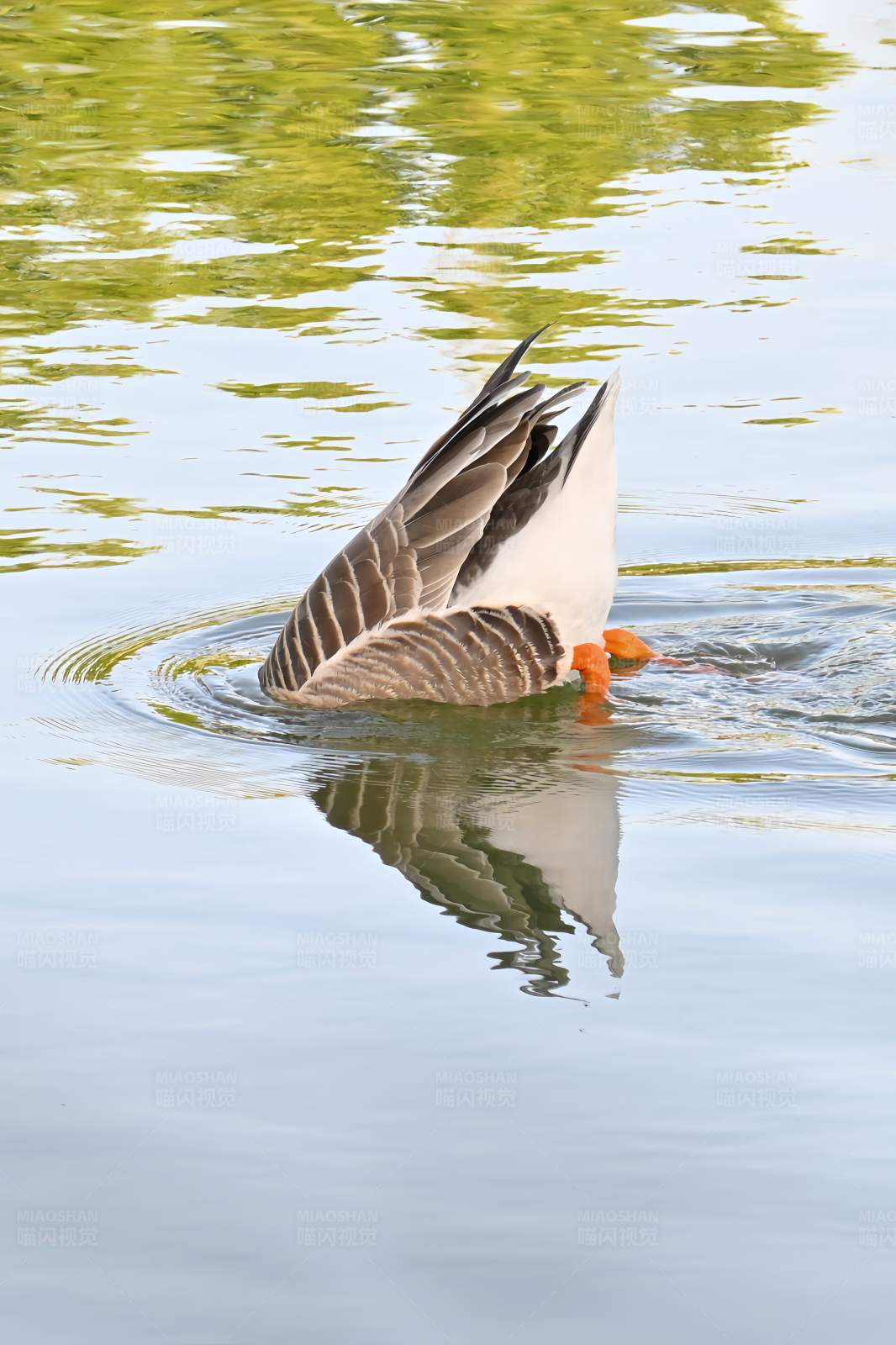 鵝潛水覓食