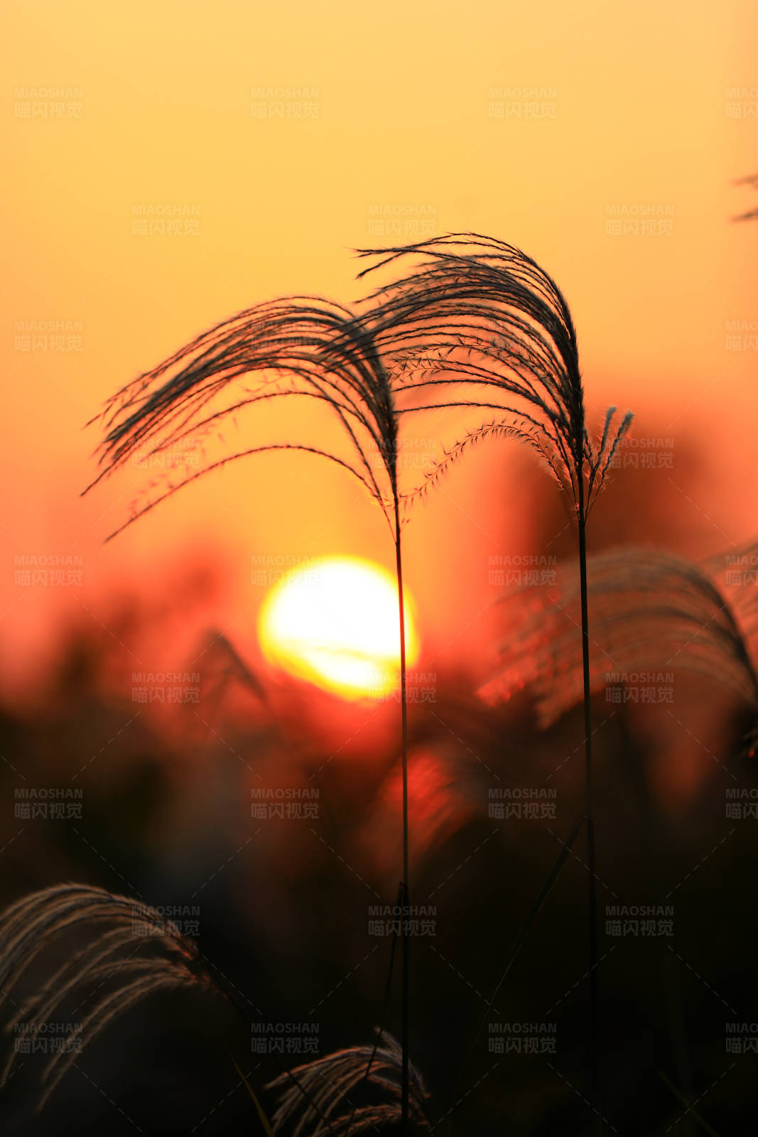 夕陽下的蘆葦剪影