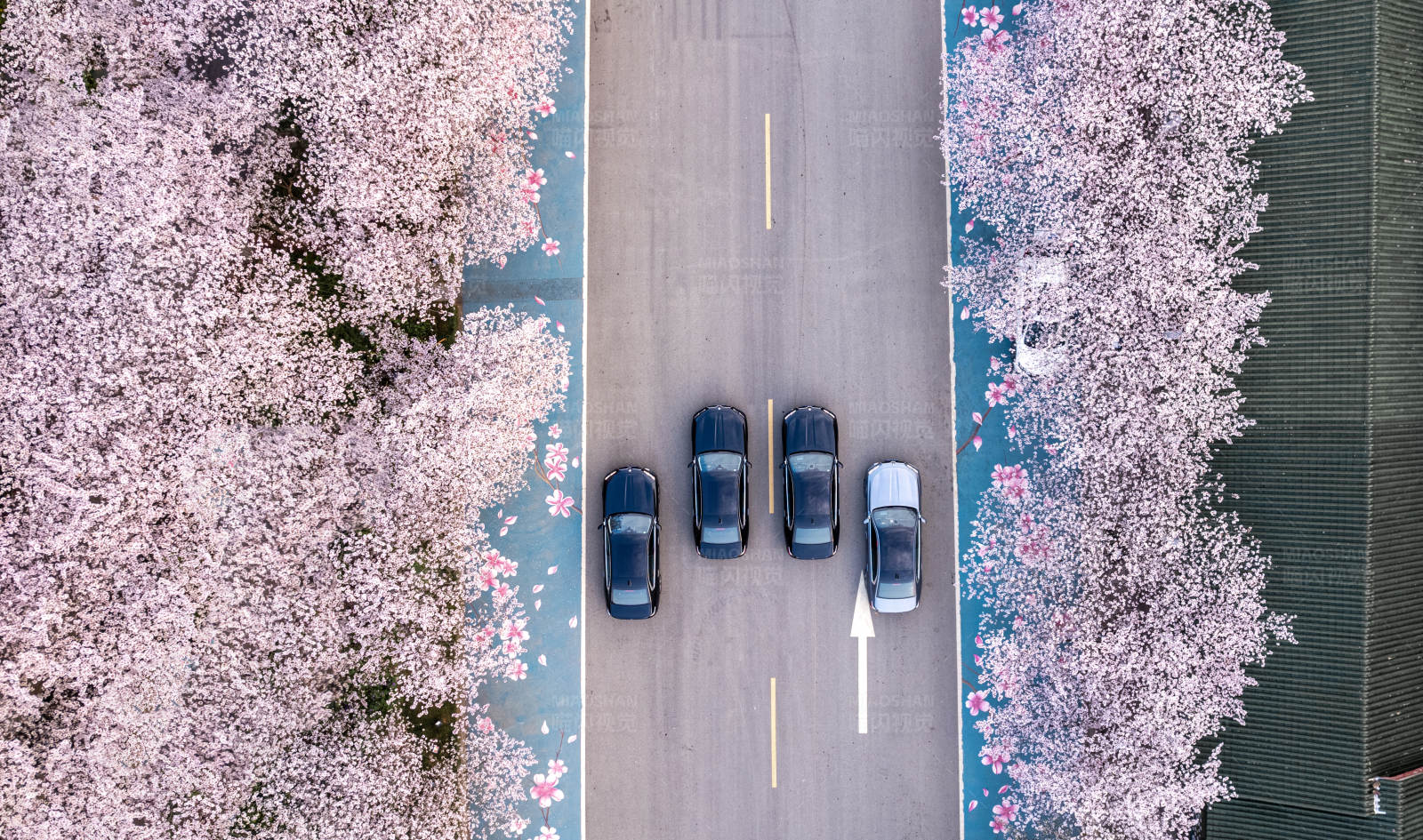 櫻花大道上的車隊