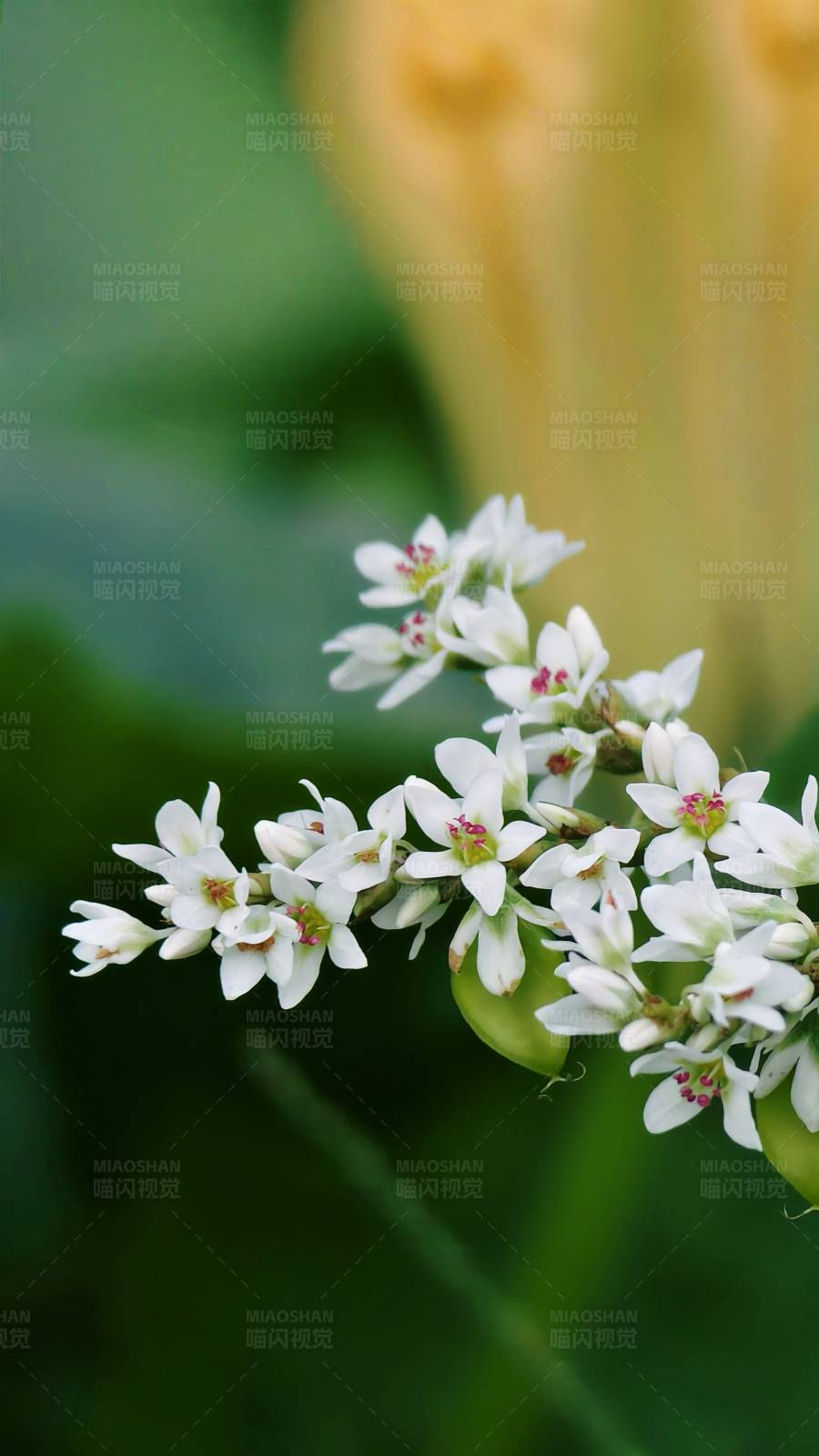 小白花的美丽瞬间