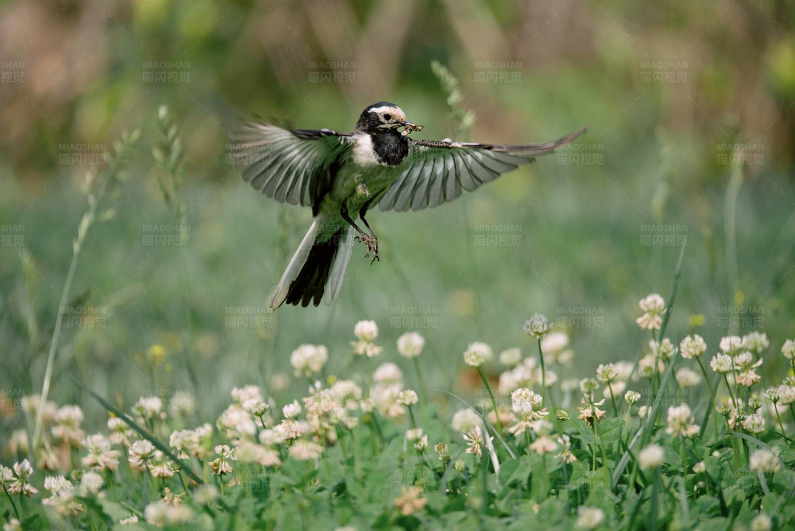 鳥兒捕食瞬間