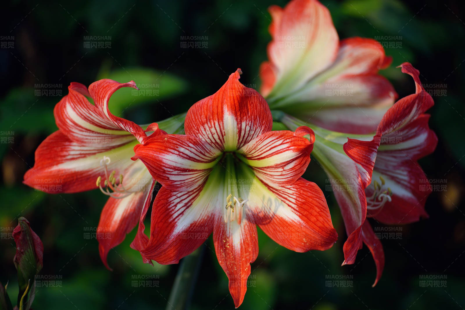 紅色花朵綻放