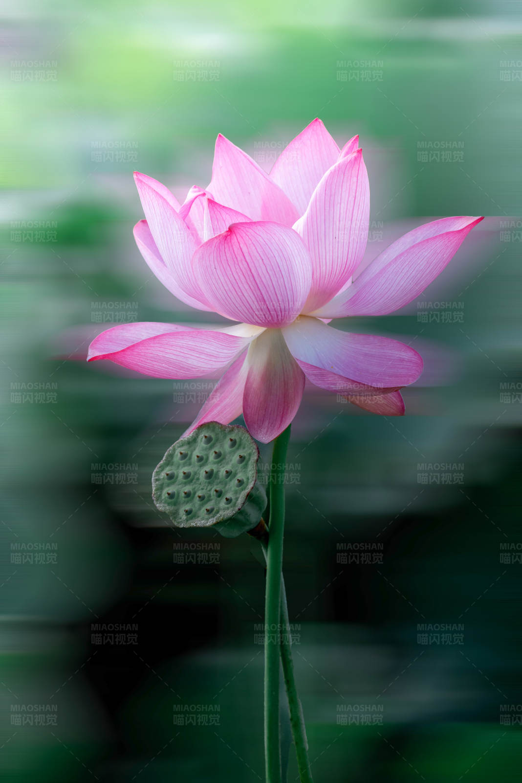 粉蓮綻放
