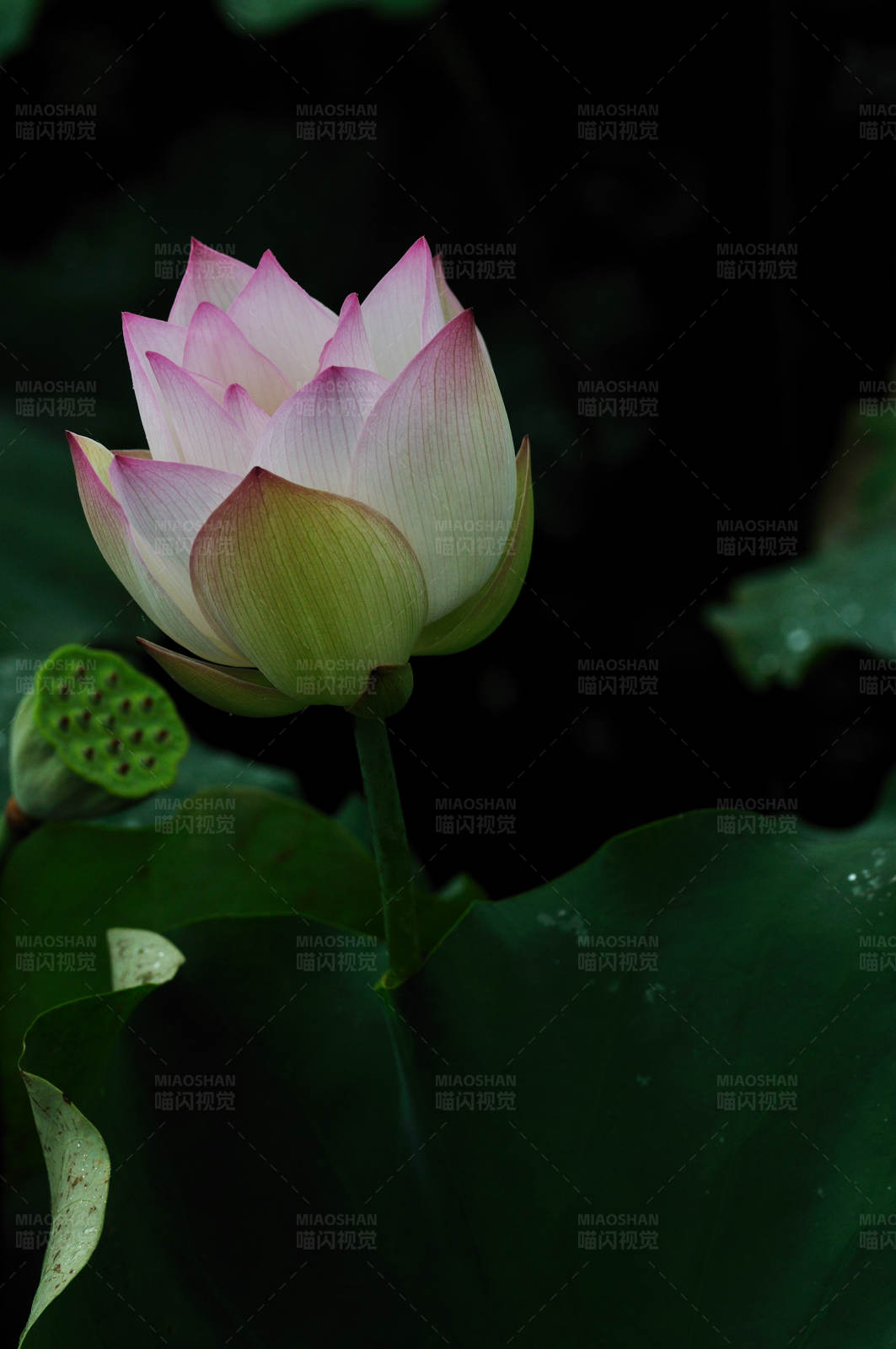 蓮花初綻