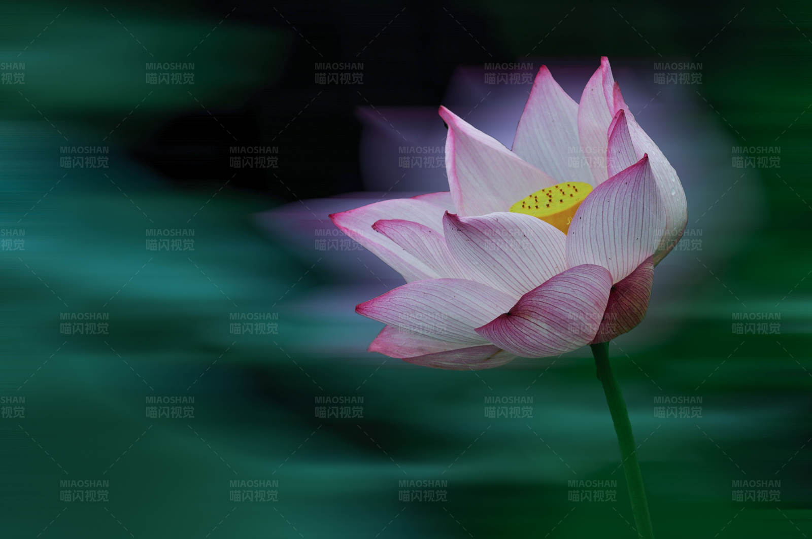 水中綻放的蓮花