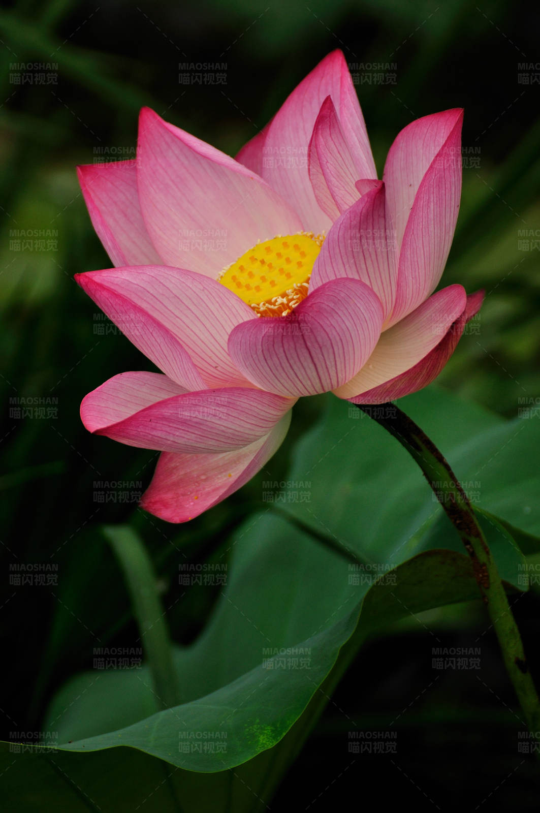 粉色蓮花綻放圖