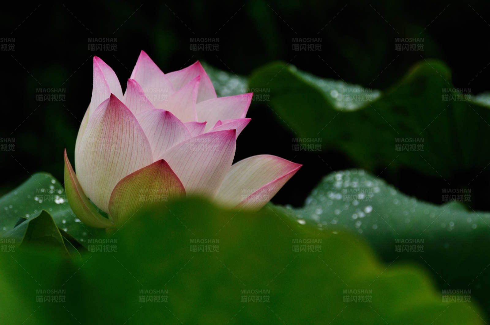 雨后荷花