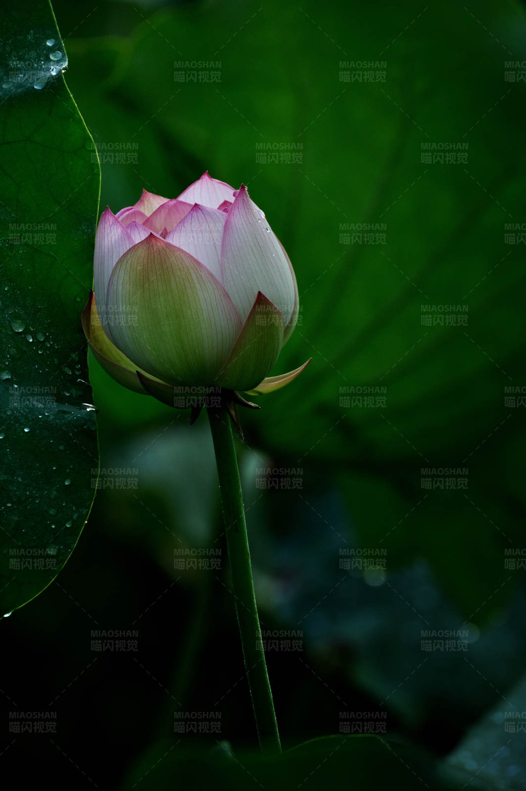 雨后荷花含苞待放