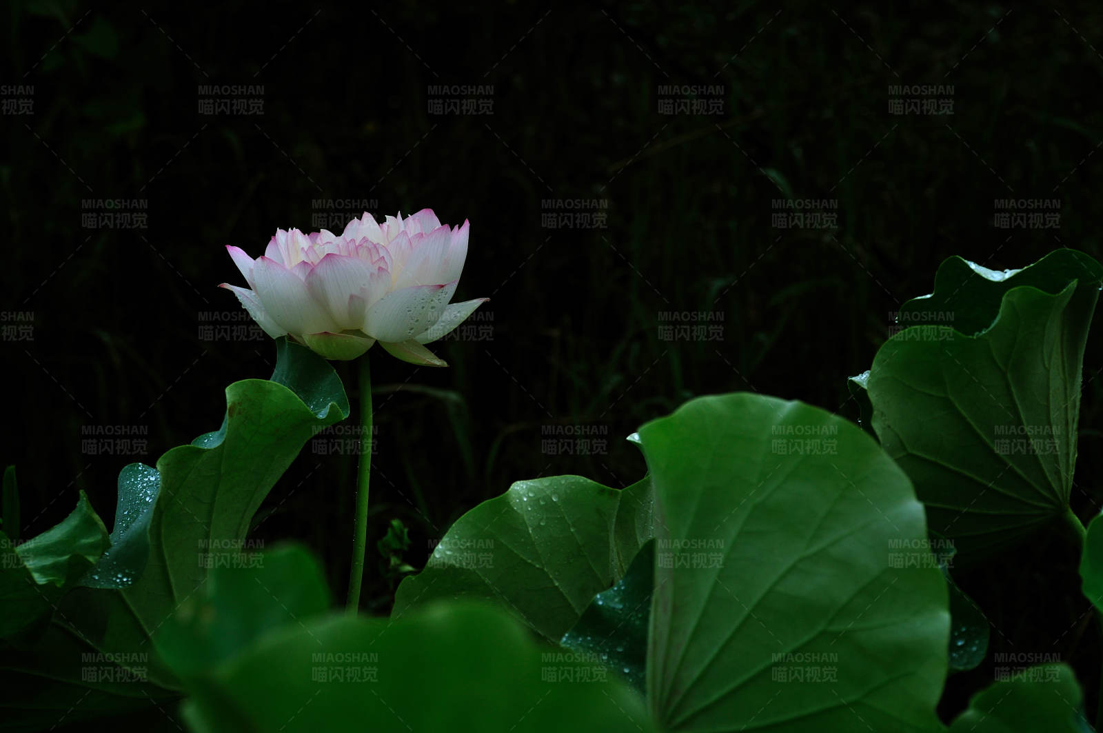 暗夜中的蓮花