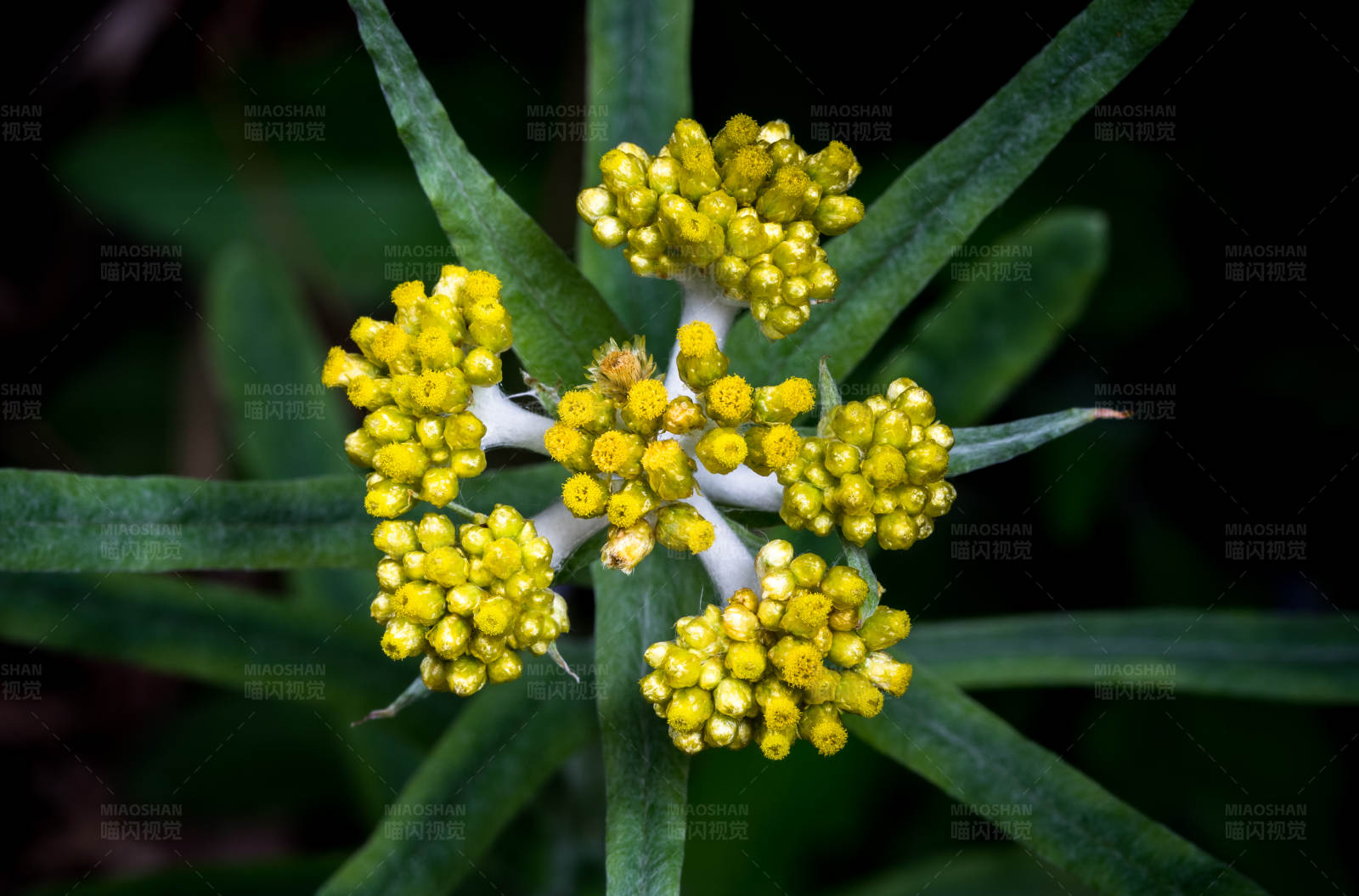黃花綠葉