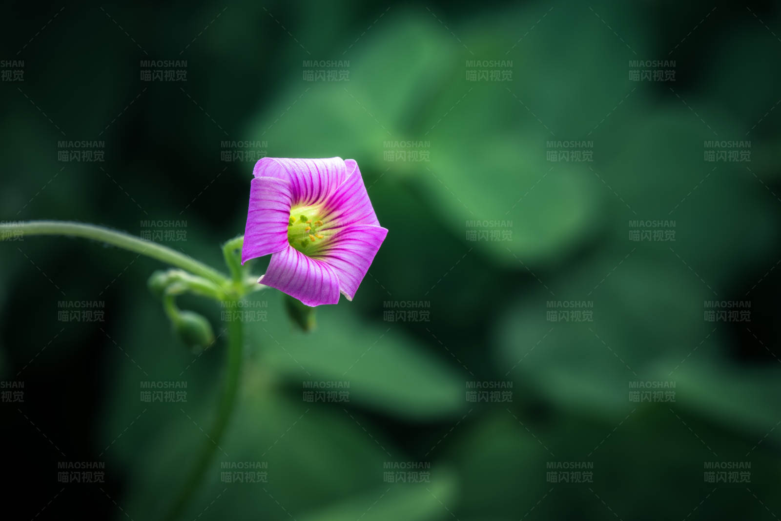 紫色花朵的特寫