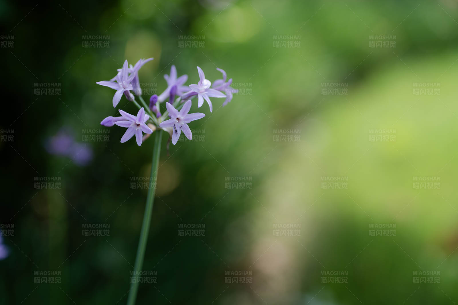紫色花朵特寫(xiě)