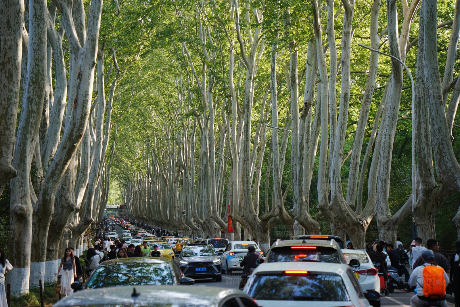 梧桐樹林蔭大道上的車流
