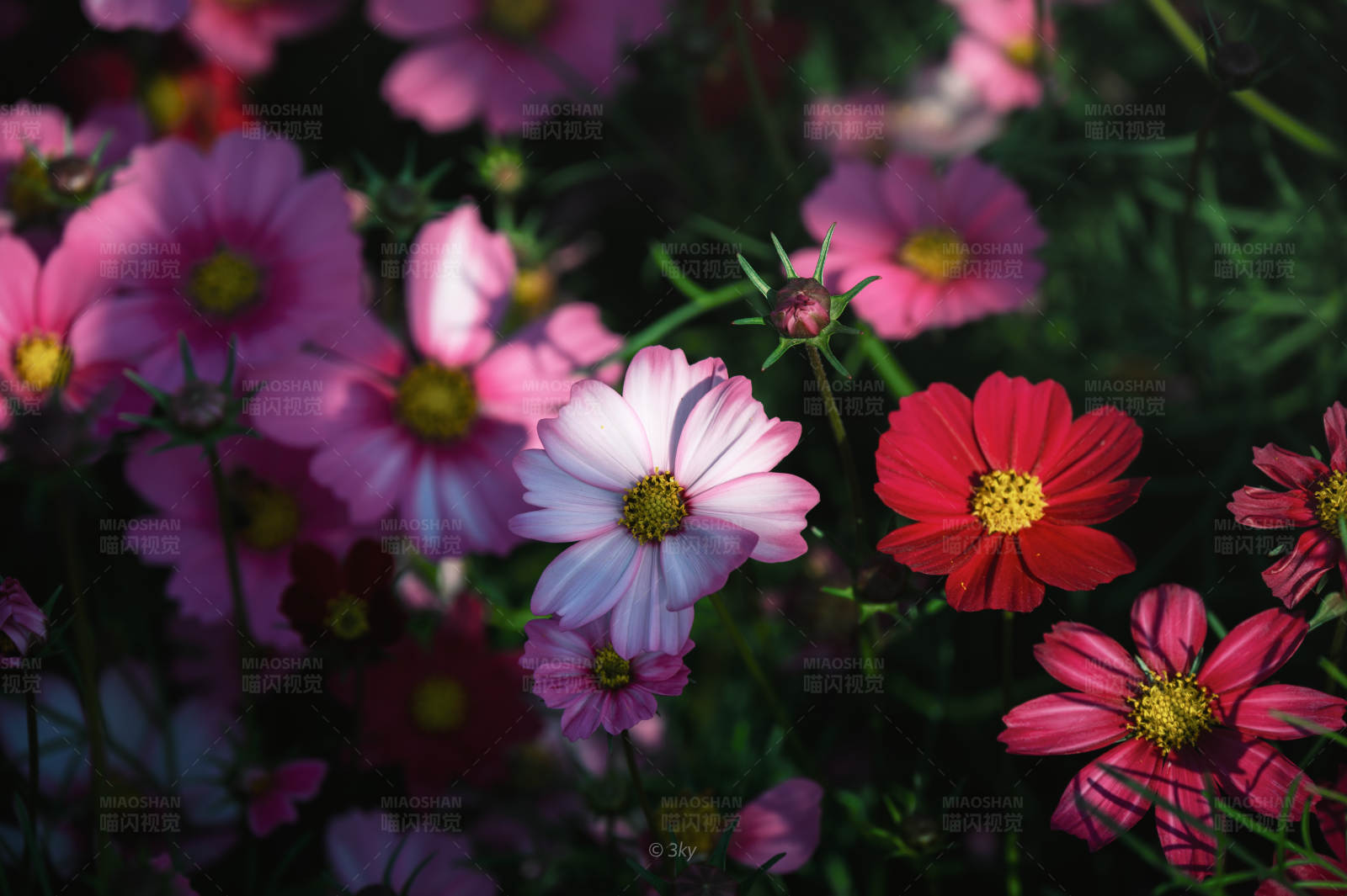 花海中的美麗瞬間