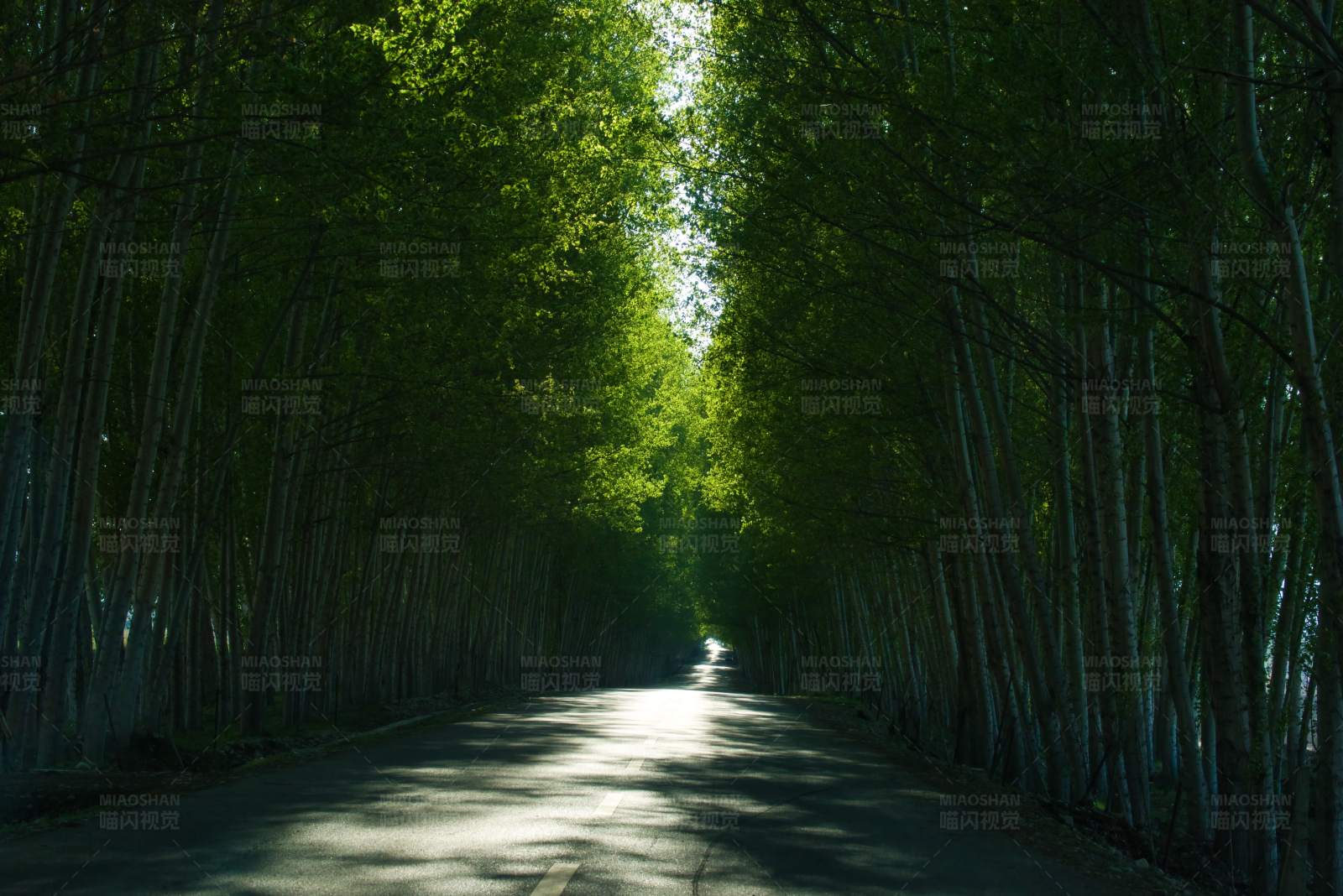 林蔭大道