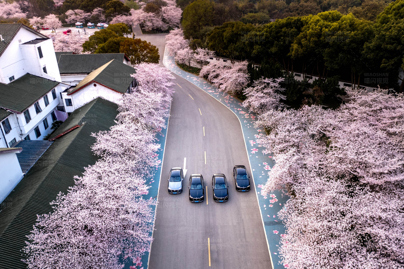 櫻花大道上的車隊