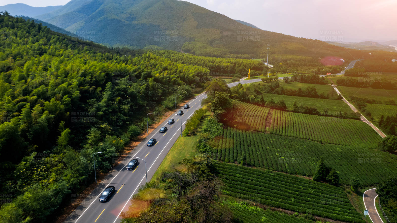 山間公路與茶園