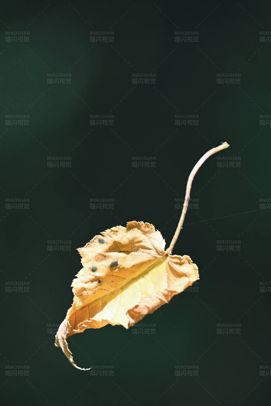 枯葉飄零
