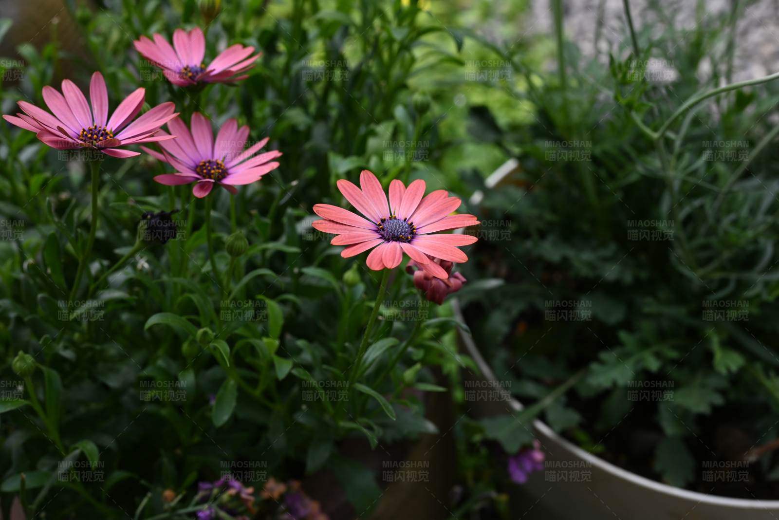 粉色雛菊花園