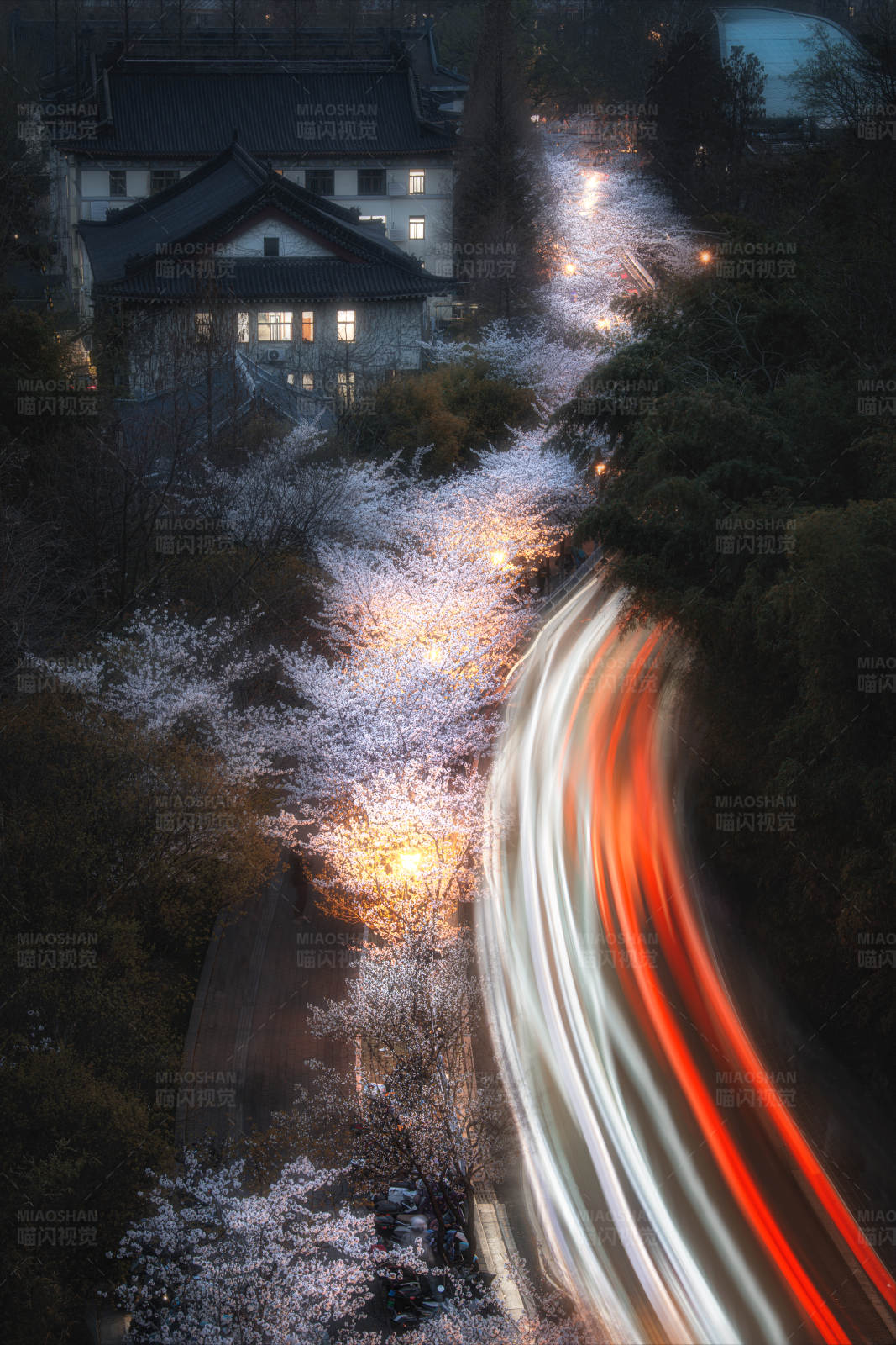 夜櫻與車流