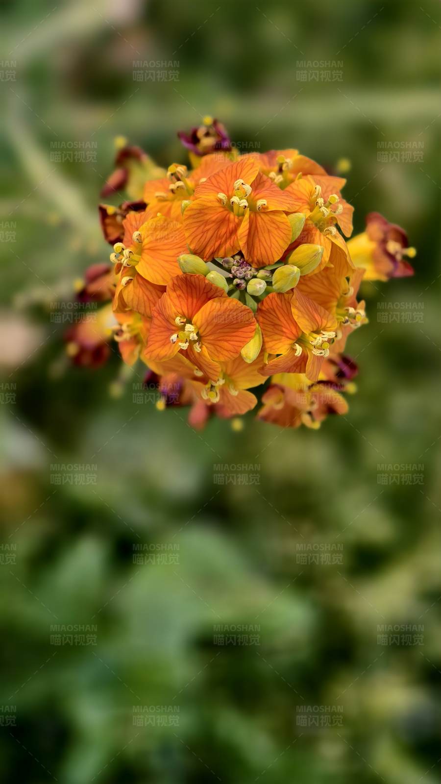 橙色花簇