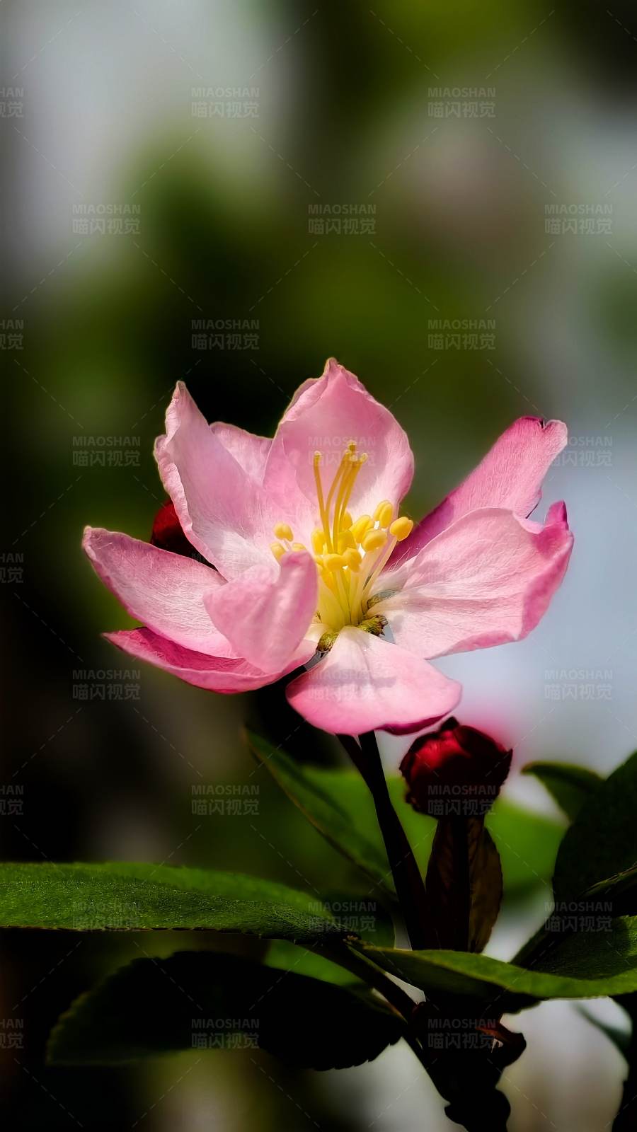 粉色花朵綻放