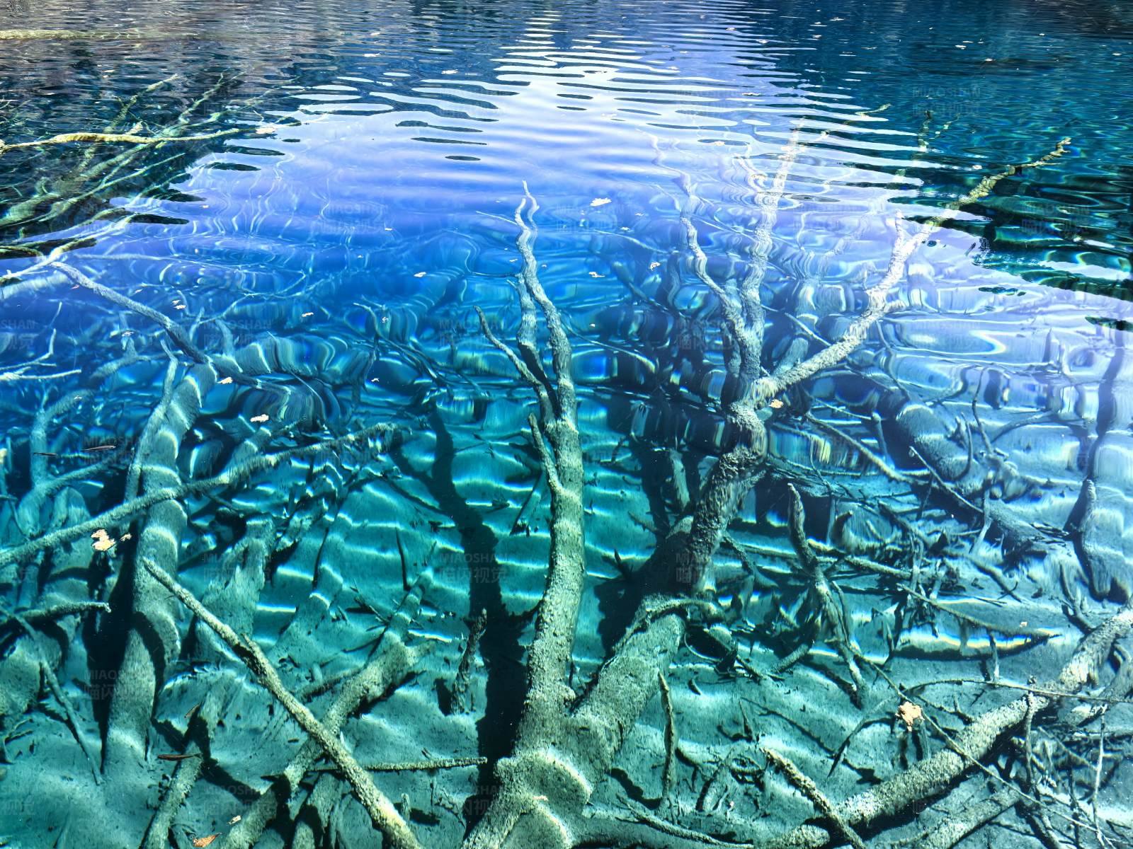 水下枯木景觀