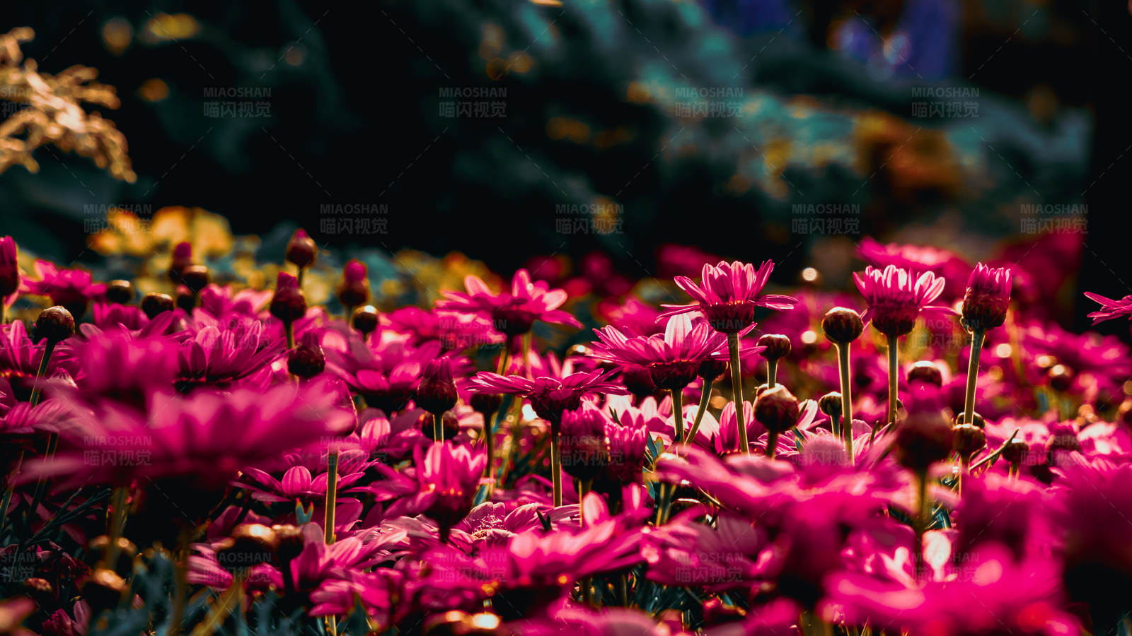 粉色花海