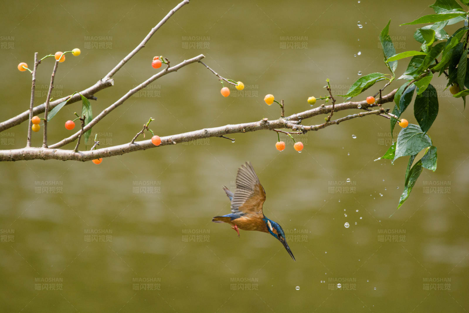 翠鳥捕食瞬間