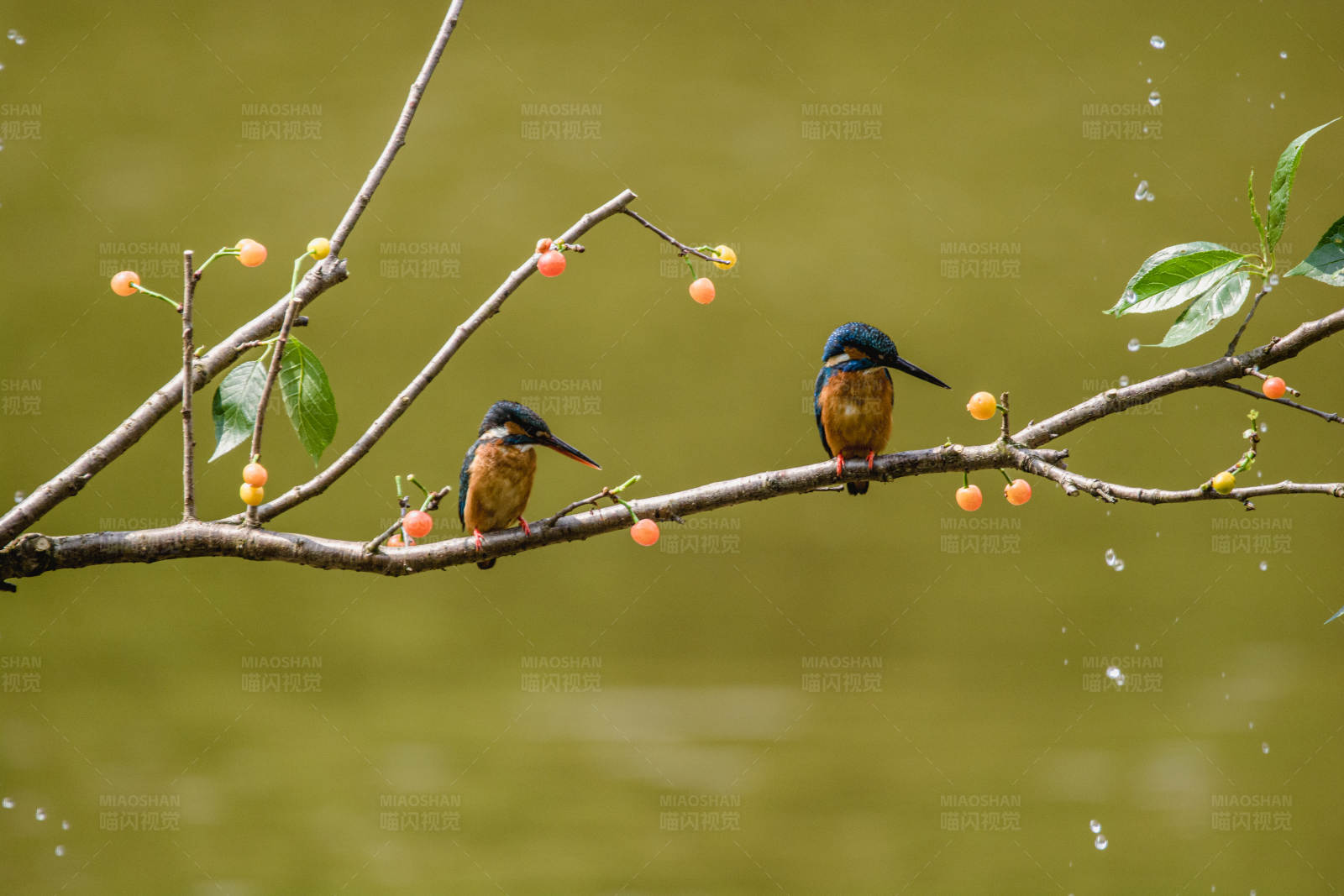 兩只翠鳥棲息在樹枝上