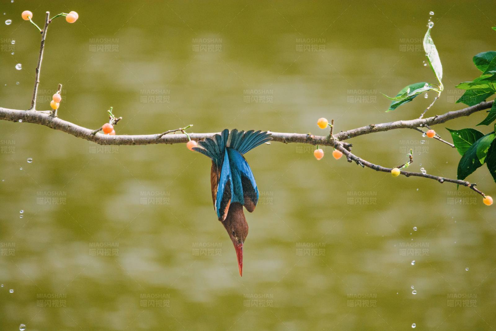翠鳥倒掛枝頭