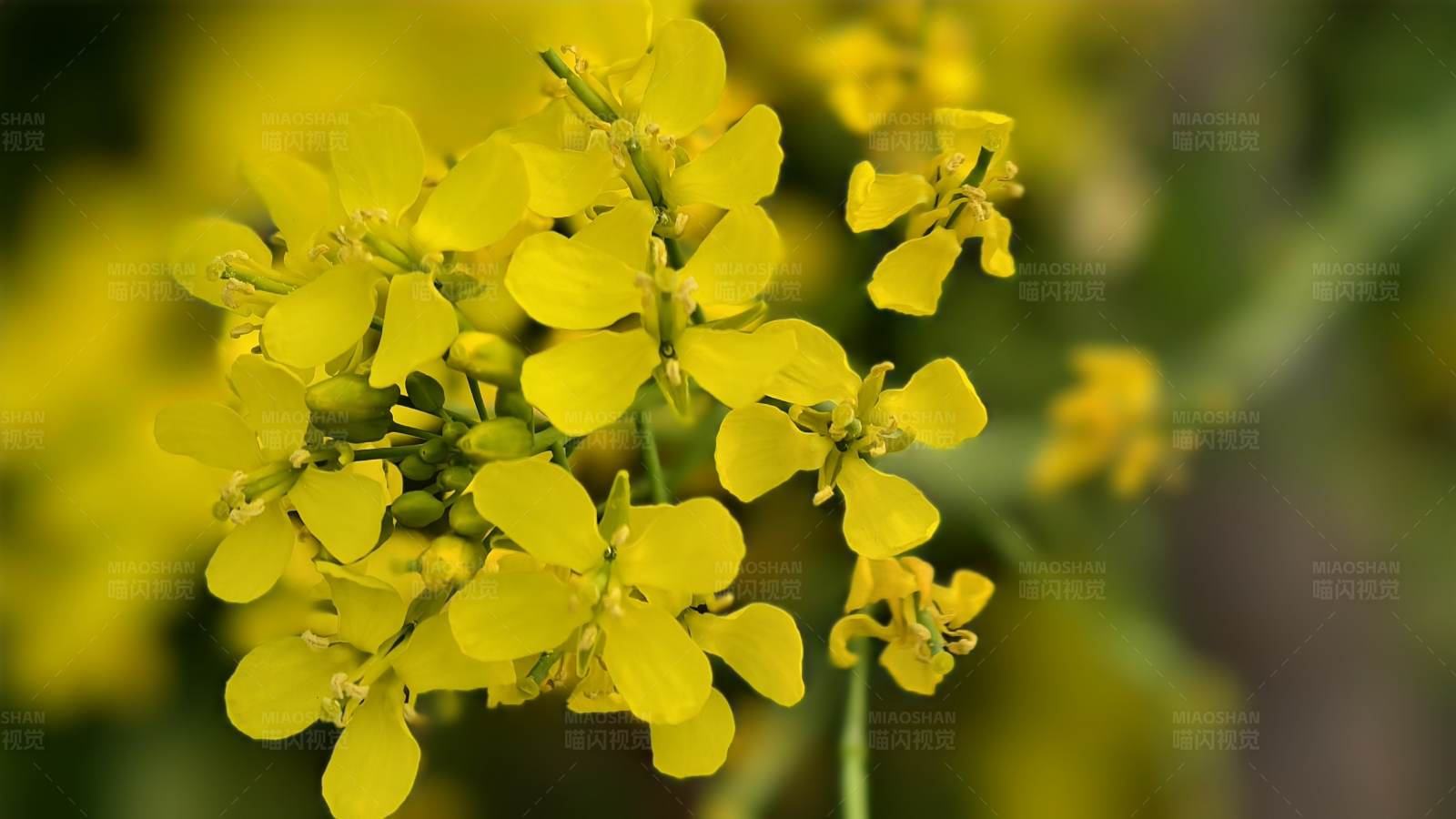 金黃色的油菜花