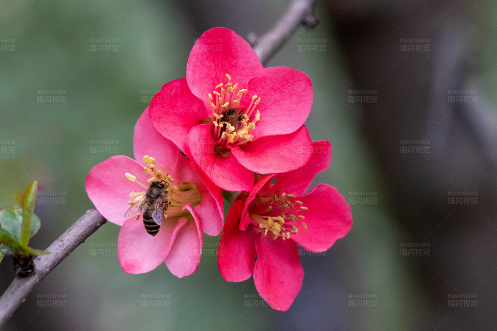 蜜蜂采蜜紅花間